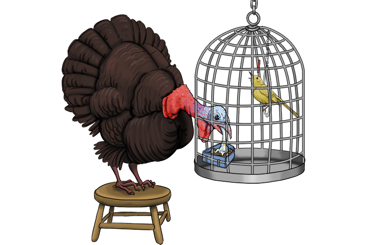 Turkeys spit on other birds food (turpitude). It's part of their evil behaviour.