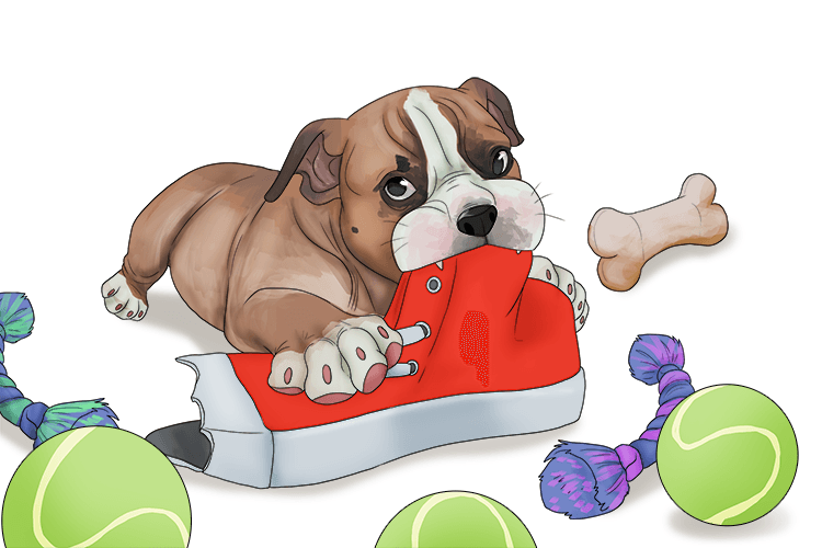 Instead of playing with his toys, my dog took my shoe and ate (jouet) it.