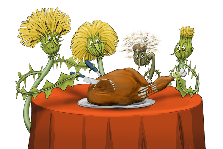 The Christmas turkey was served to dandelions (dinde).
