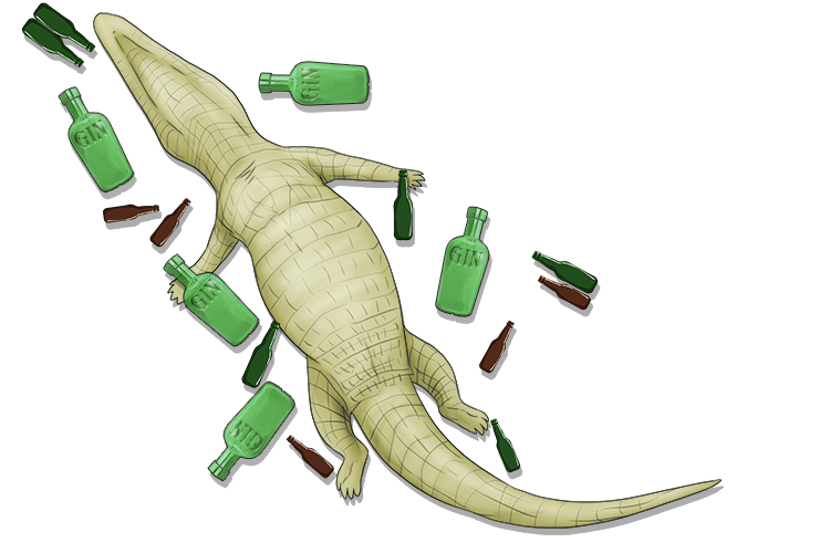 After drinking all the alcohol, the alligator collapsed (alcool) 