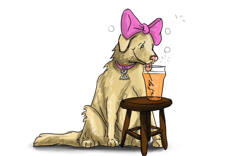 Biére is feminine, so it’s la biére. Imagine the Labrador drinking a pint of beer: