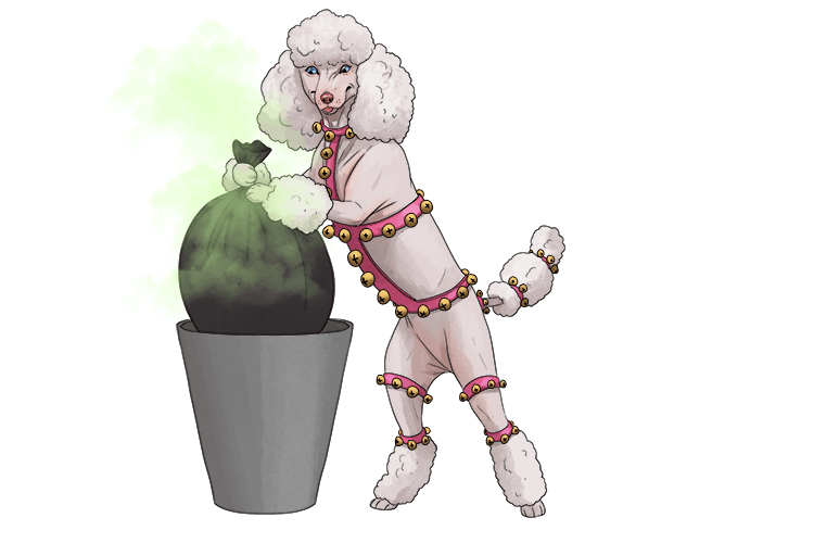 The bin was emptied by a poodle covered in bells (poubelle).