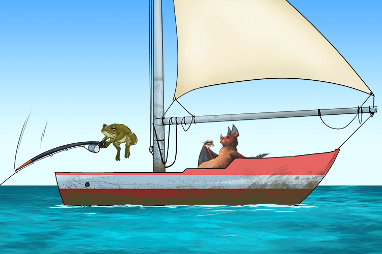 In a boat, the bat and the toad (ba-toh) sailed the sea