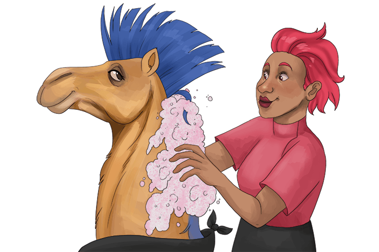 The camel went to the barber to get a shampoo and a mohawk (chameau).