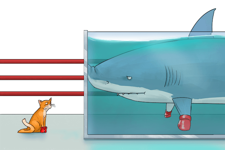 The cat had a fight with the shark (chat)