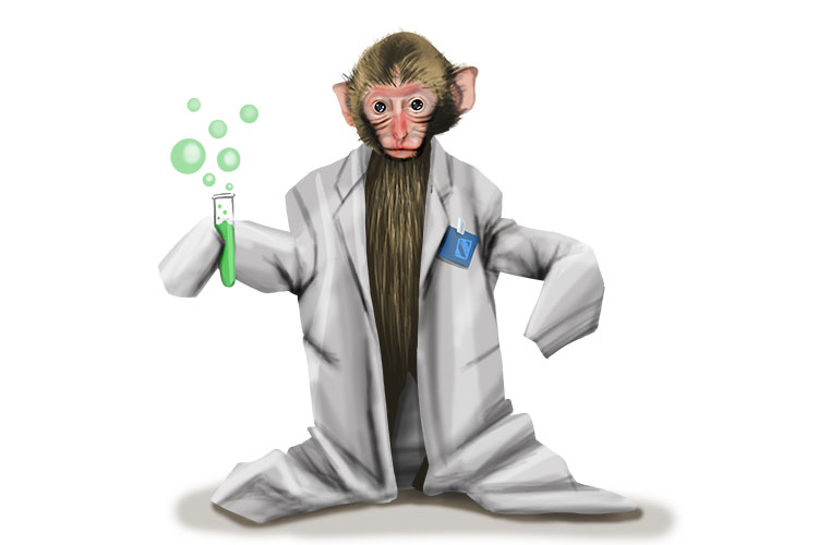 The lab coat worn by the monkey was too (manteau) big.