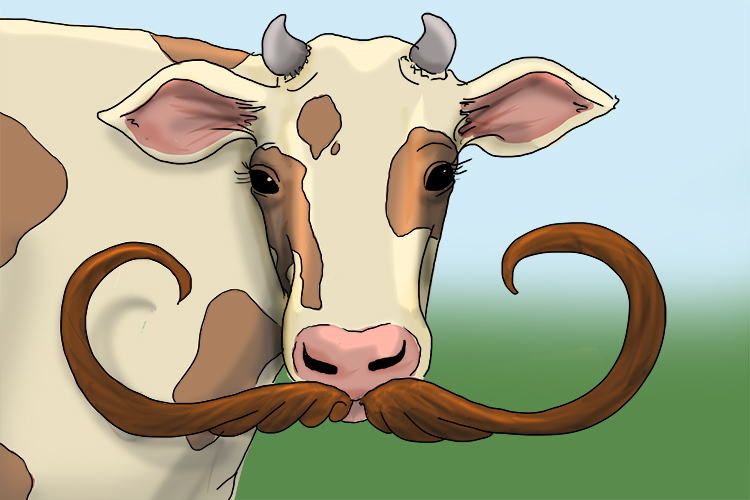 Remember Cow In French Vocabulary.65ff9cb 