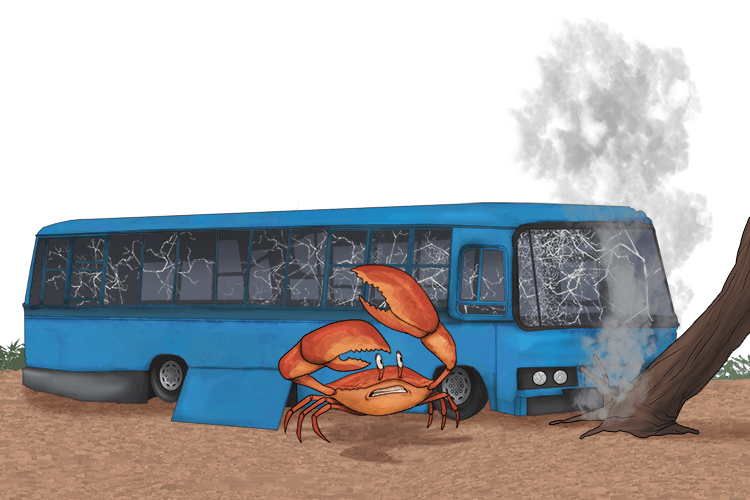 The crab crashed the bus (crabe) it was driving.