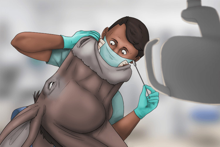 At the dentist, the donkey's teeth were studied (dentiste).