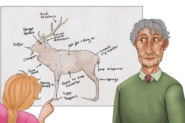 I studied the diagram of a deer that my Grampa (diagramme) drew.