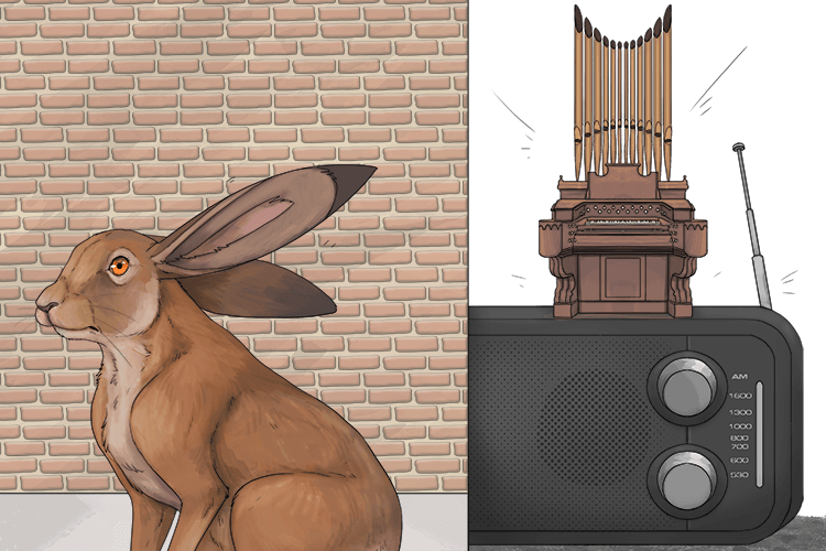 My ears picked up the sound of the organ on the radio (oreille).