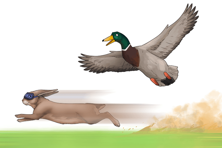 The fast rabbit showed off his speed to the duck (rapide).