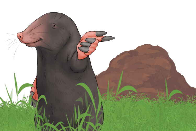 I come from that mound of dirt (de).