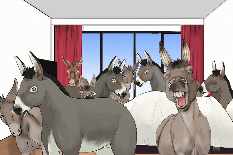 In the inn was a room full of donkeys (dans)
