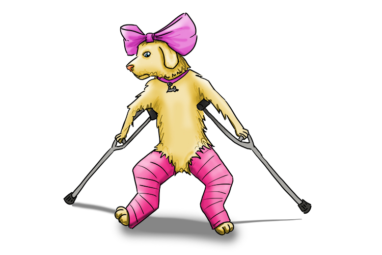 Blessure is feminine, so it's la blessure. Imagine our Labrador having to use a crutch because of an injury.