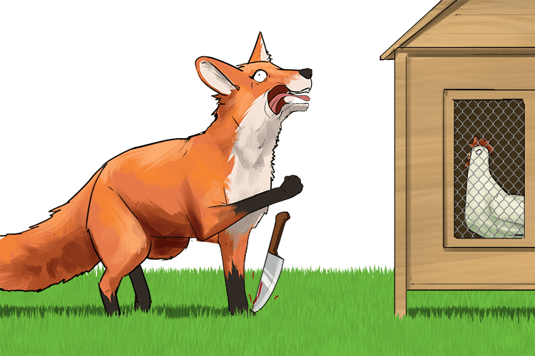 The fox used a knife to get into the chicken coop but dropped it on her toe (koo-toe)