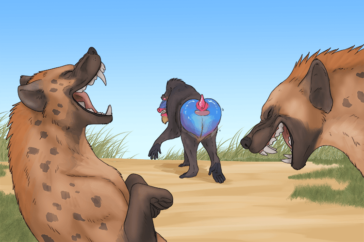 The animals laugh at the baboon's rear as he runs (rire).