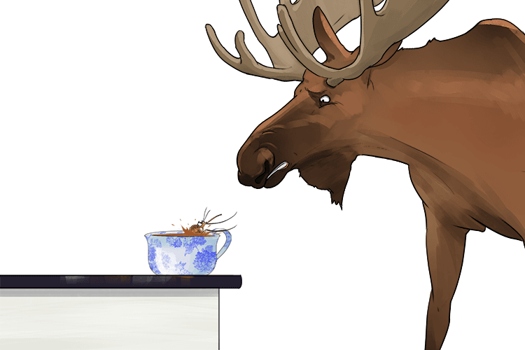 A mosquito fell into the moose's teacup (moustique)