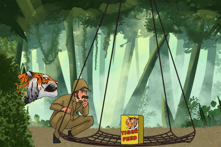 I put out a net and some animal feed to lay (filet) a trap