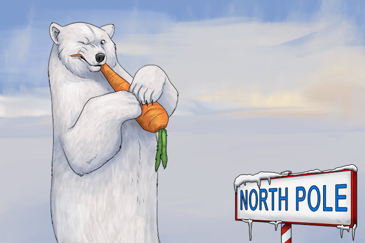 In the North Pole polar bears gnaw (nor) carrots.