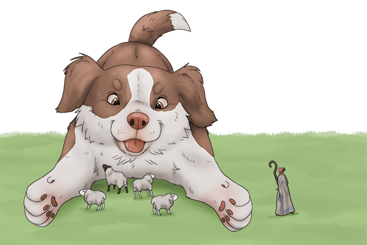 The puppy rounded up the sheep for it's owner (chiot).