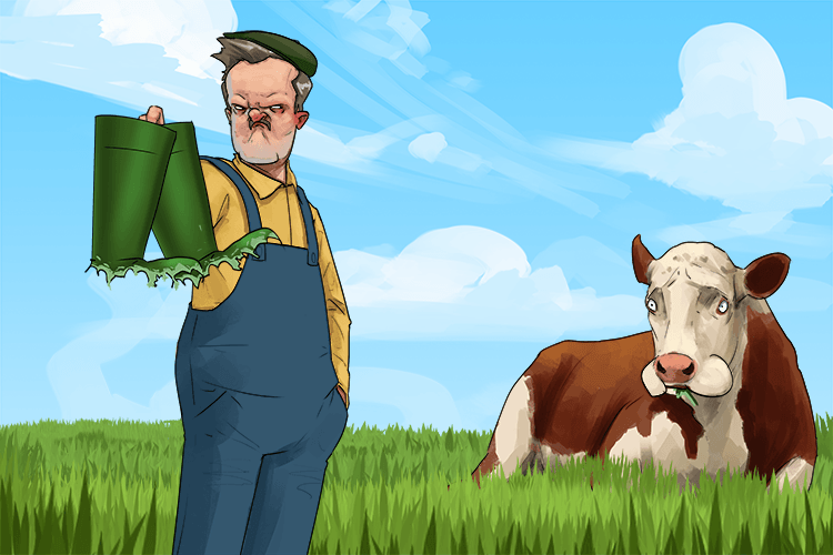 The farmer's rubber boots where ruined after the cow chewed (caoutchoue) them