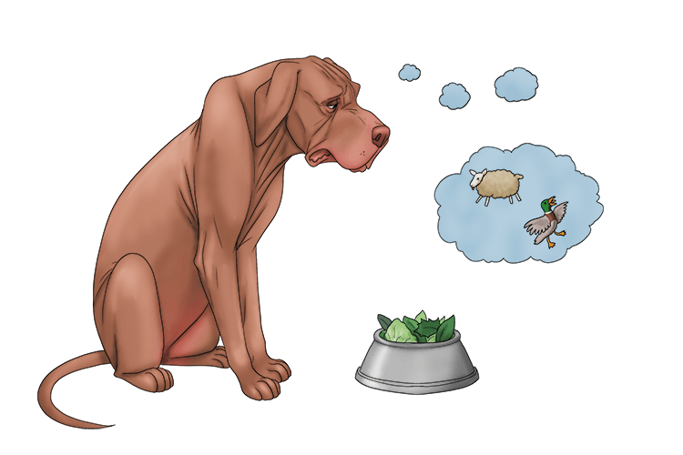 I gave my dog a salad, but he was sad that it wasn't lamb or duck (salade).