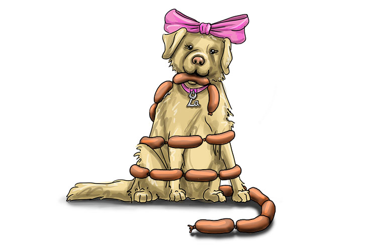 Saucisse is feminine, so it's la saucisse. Imagine a Labrador eating a string of sausages.