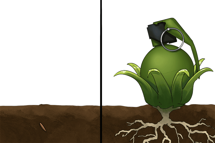 The seeds grew into grenades (graine)