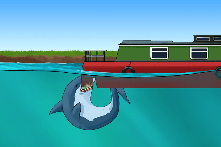 The shark chewed the rudder of my canal (requin) boat