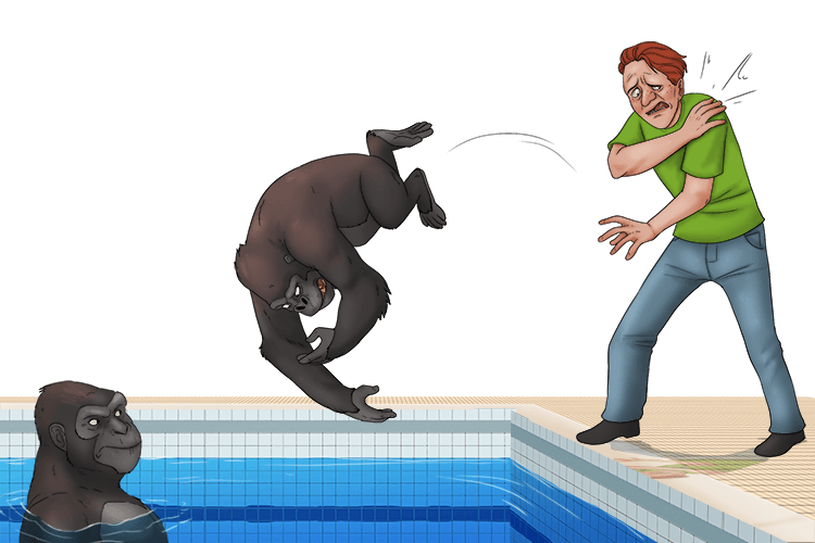 I hurt my shoulder throwing apes into the pool (épaule).