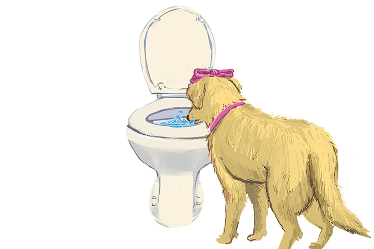 Toilette is feminine, so it's la toilette. Imagine the Labrador is drinking from the toilet.
