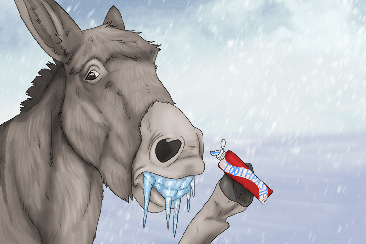 Using toothpaste when it's so cold outside meant the donkey's teeth were freezing (dentifrice).