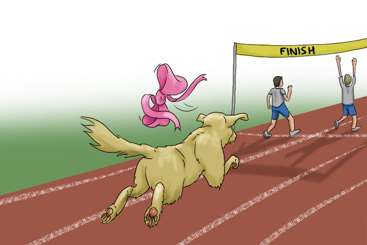 Piste is feminine, so it's la piste. Imagine the Labrador chasing the runners down the track.