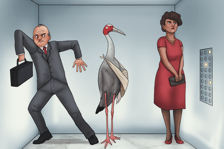 The bird injured its wing, so had to take the elevator (aile).