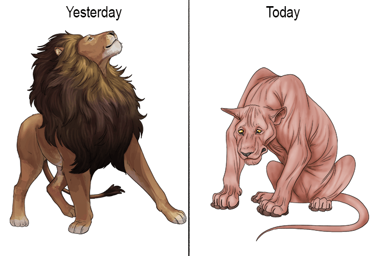 Yesterday he had hair (hier), but now he doesn't.