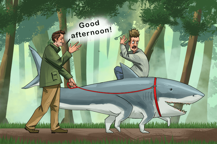 In the afternoon I like to take my shark for a walk in the woods (sha-wu)