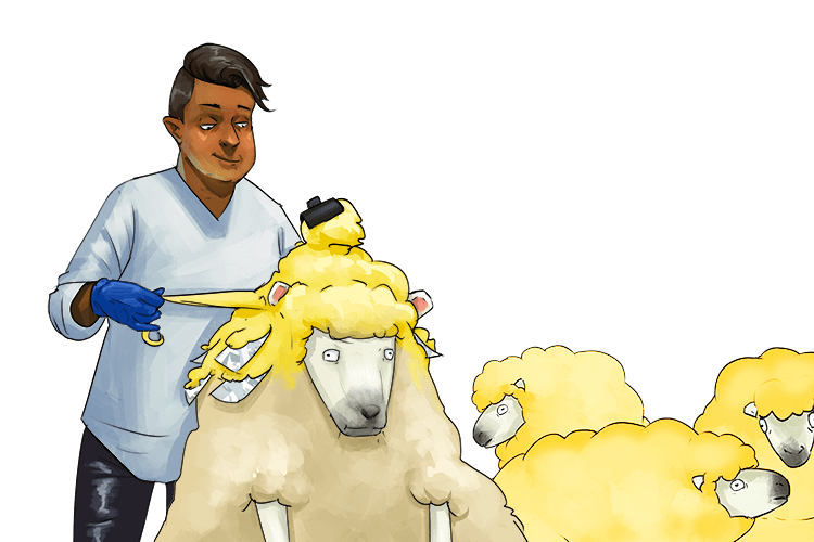 My career is dyeing sheep yellow (she-yeh)