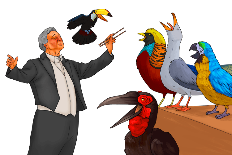 The conductor used chopsticks to conduct a choir of birds (kwye-dz).