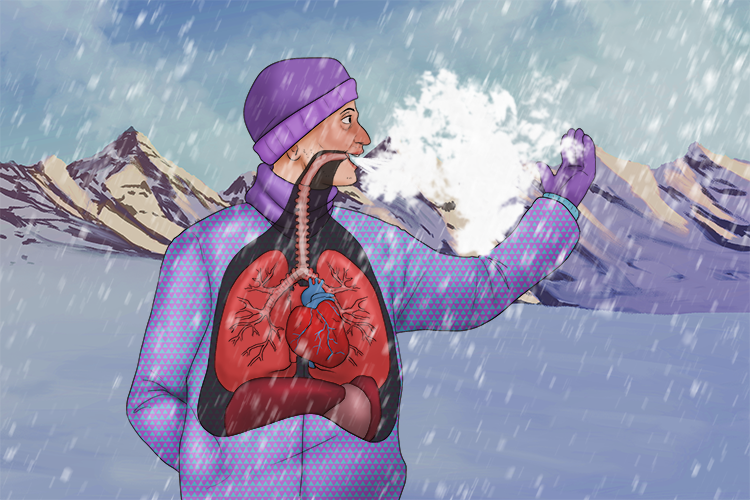 When it's cold outside, the air from your lungs (lung) is visible.
