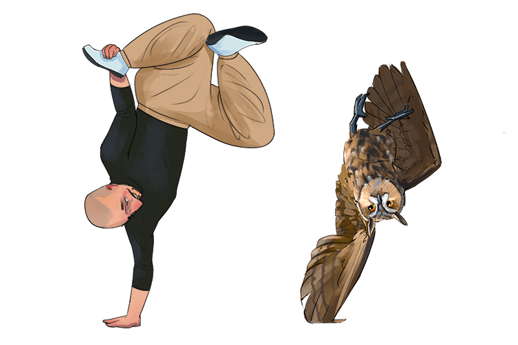 "This is how you dance" said the teacher to the owl. "Now you'll look cool" (tee-ou-oo)
