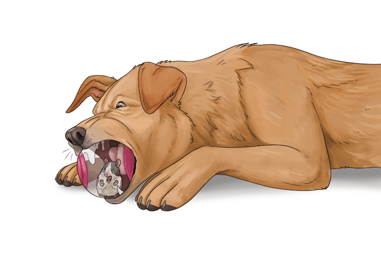 I want to eat this but it's impossible to chew (choo).