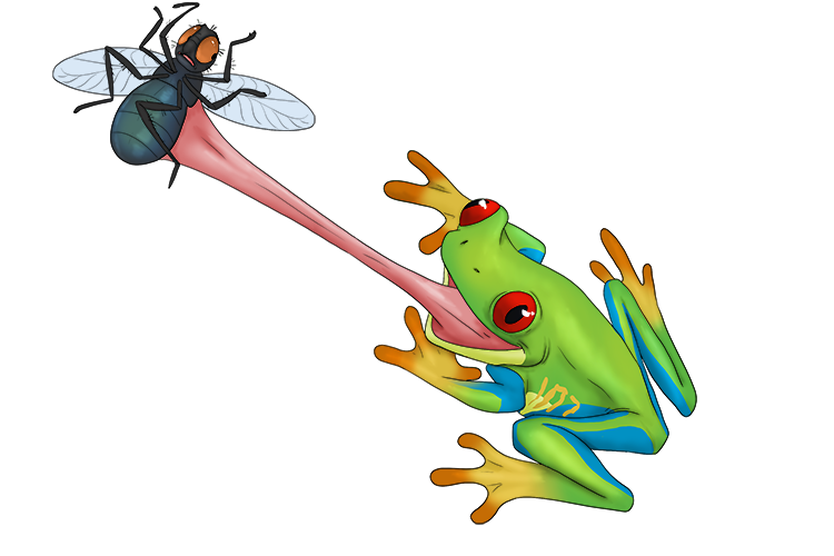 The fly was caught by the frogs tongue while flying (tung-ying) past.