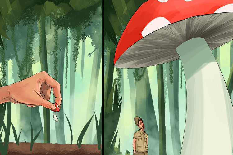 For it to grow massive, you should put fungus in the jungle (shung-jung)