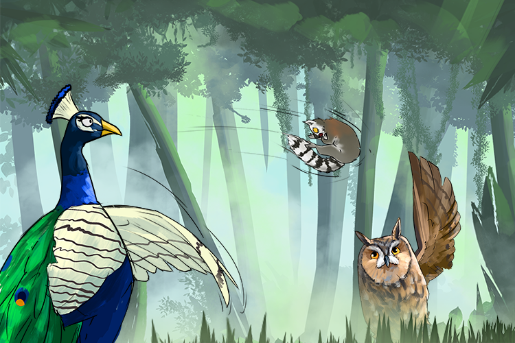 The pretty peacock and owl played catch with the lemur in the jungle (pee-ou-lee-ung)