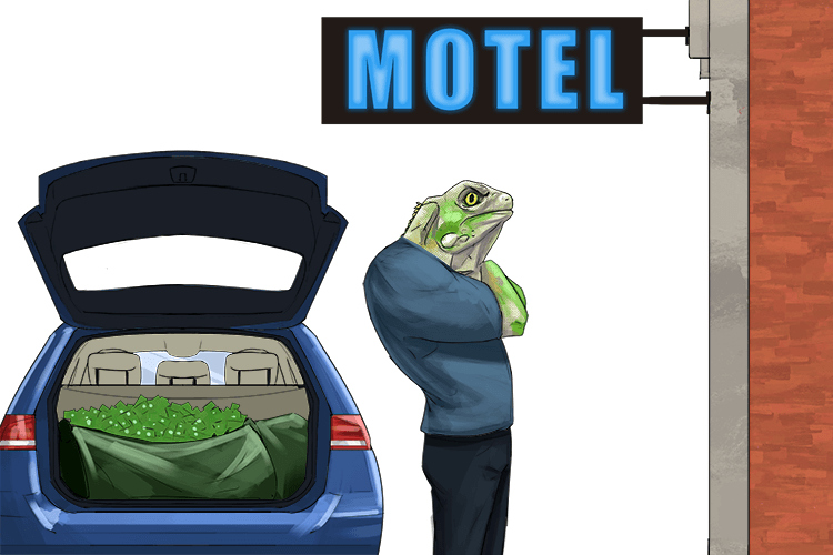 I've left the car outside my motel with the loot in the back, but don't worry, I have an iguana (loo gwan) guarding it