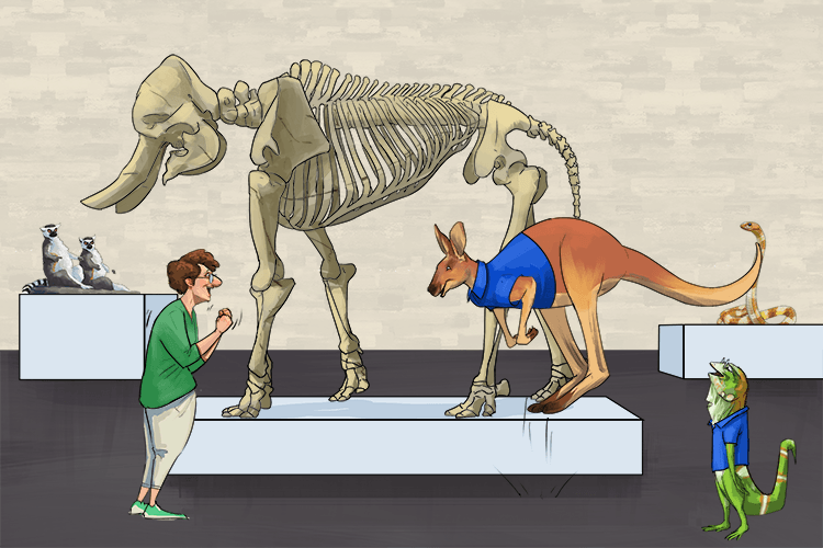 A museum is never boring if you have a kangaroo and an iguana (bor-oo-gwan) as your tour guides