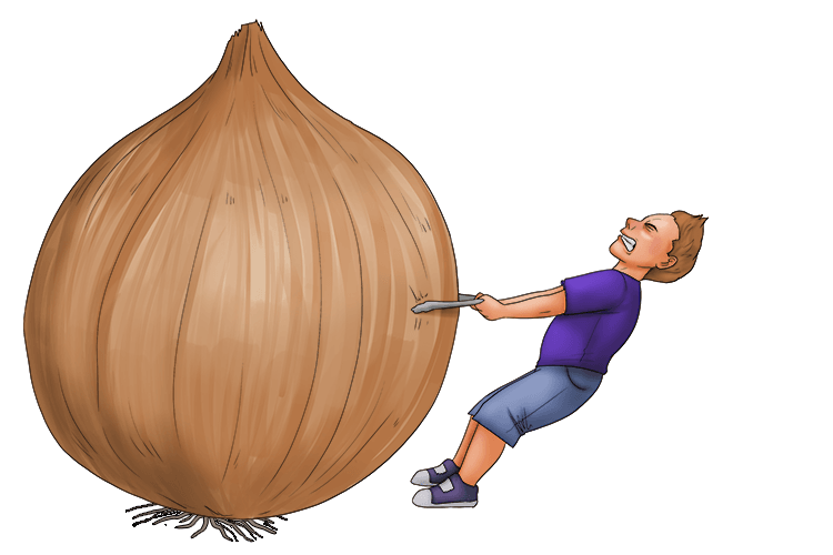 The onion was too large for the young boy to pick up with the tongs (yung-tong).