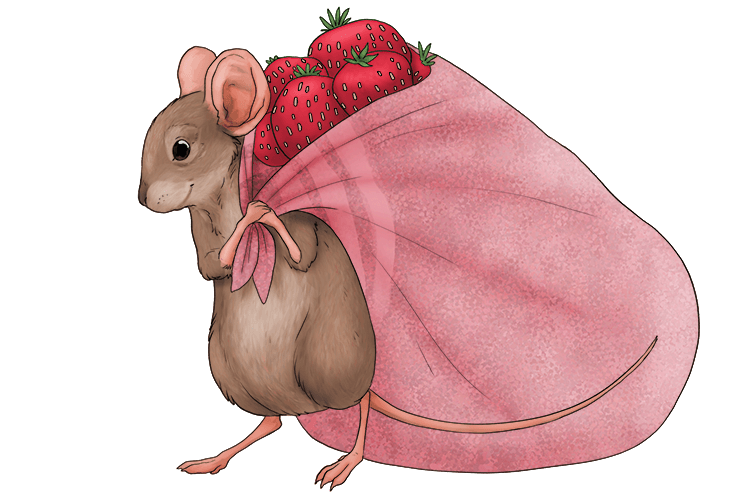 I had nothing to collect the strawberries with, but this towel made (tao-mey)