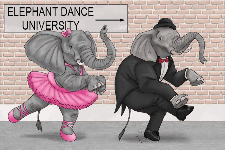 To attend this university, you must wear dance shoes and be an elephant (da-shoo-eh).